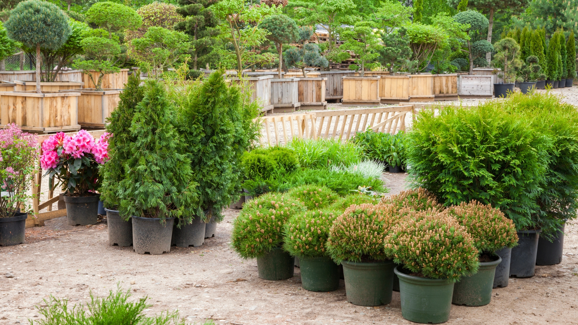 Cypresses plants in pots bonsai garden plants on tree farm