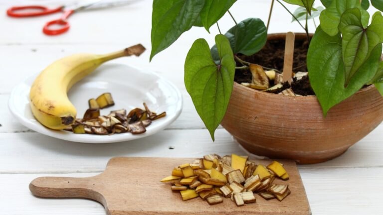 Eco friendly and cheap way how to manure plants and flowers.