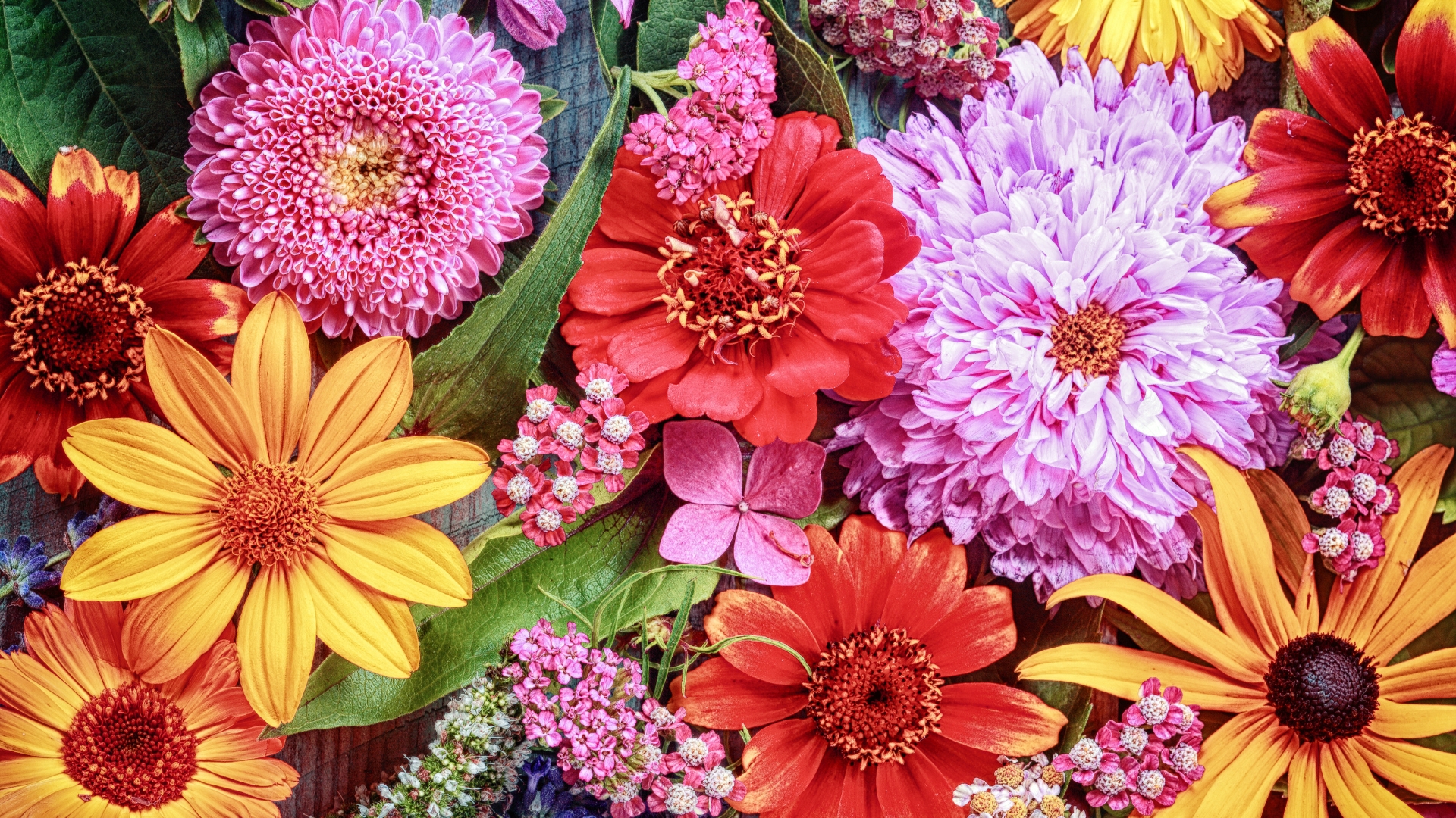 Top 40 Types of Dahlias to Grow