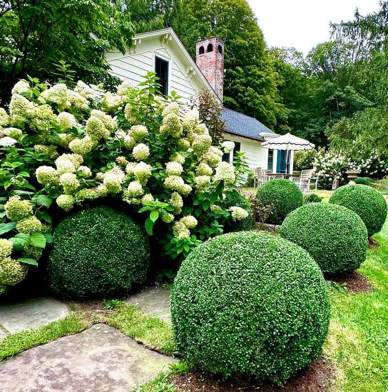 Topiary Art