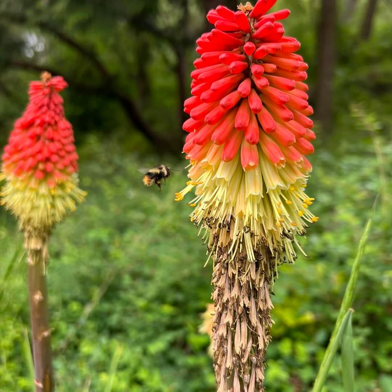 Torch Lily