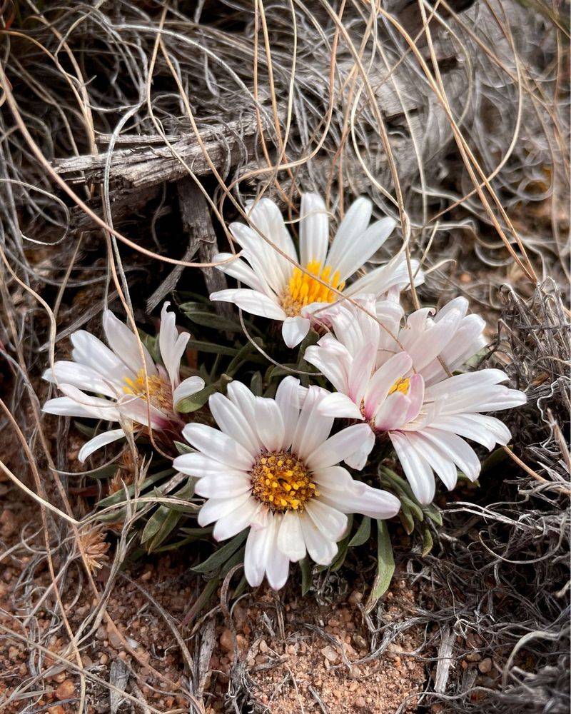 Townsendia Daisy