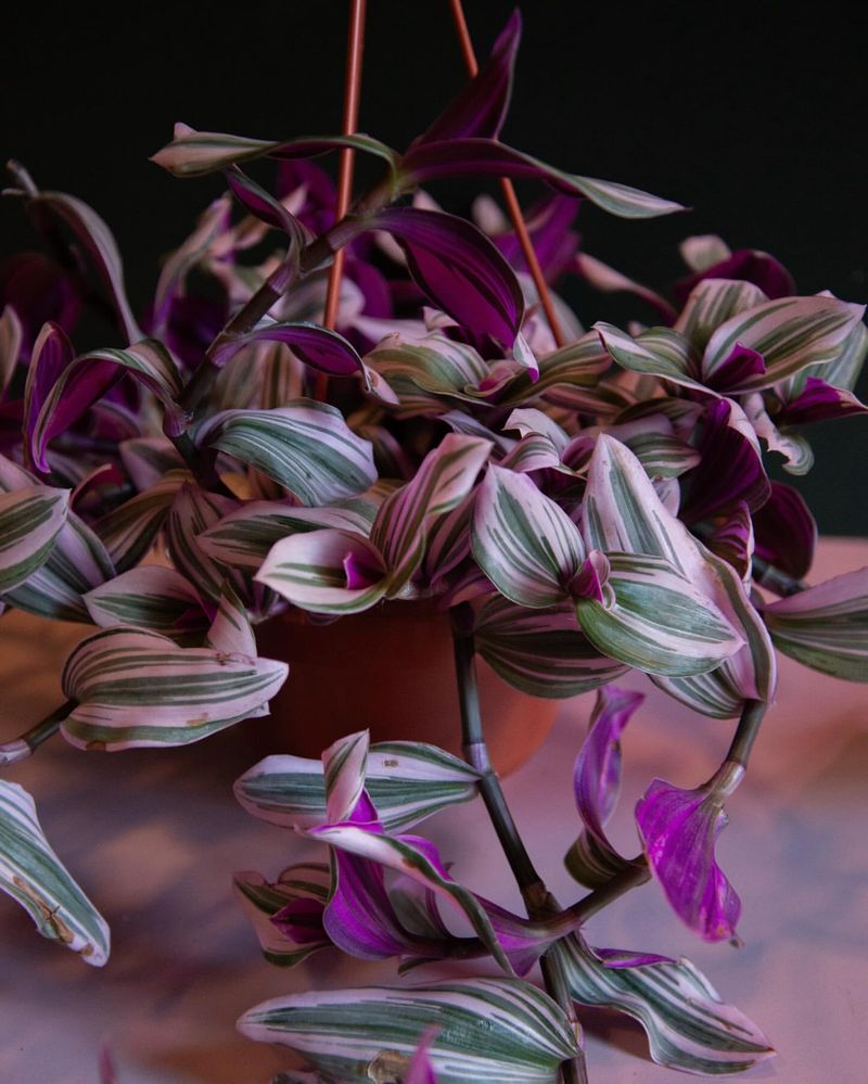 Tradescantia