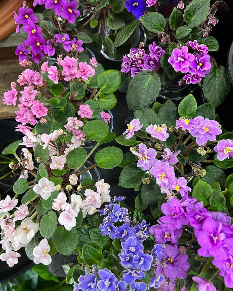 Trailing African Violet