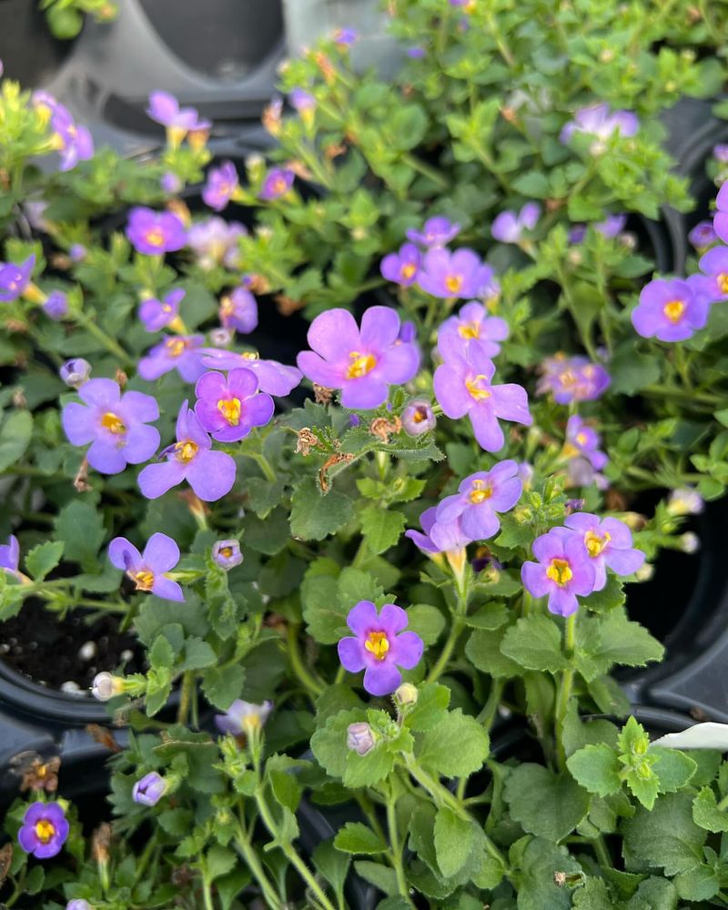 Trailing Bacopa