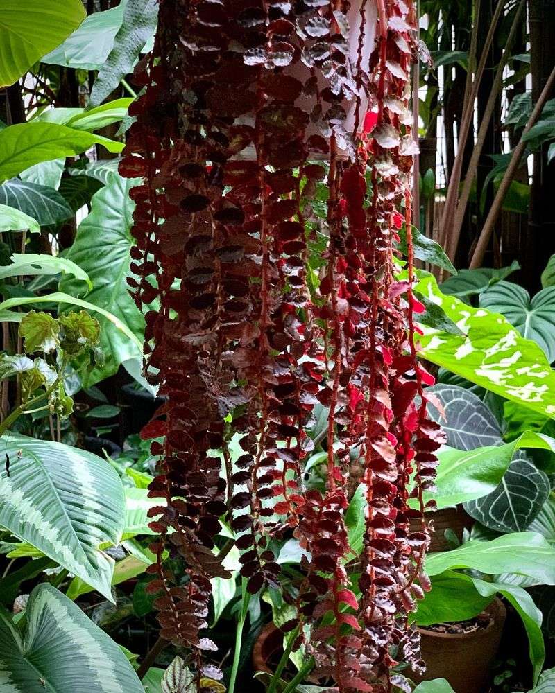 Trailing Begonia