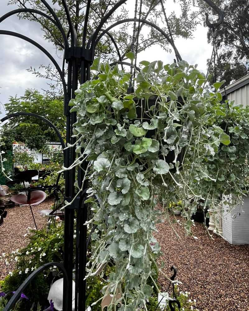 Trailing Dichondra