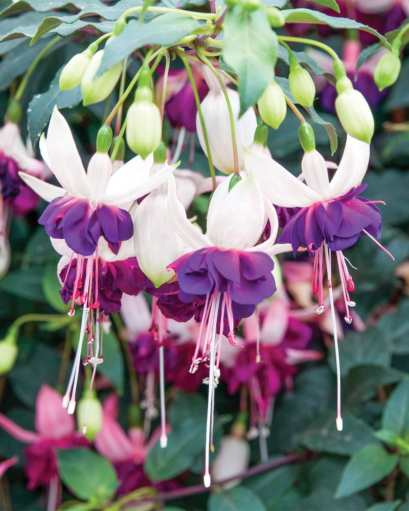 Trailing Fuchsia