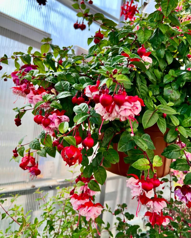 Trailing Fuchsia 'Swingtime'