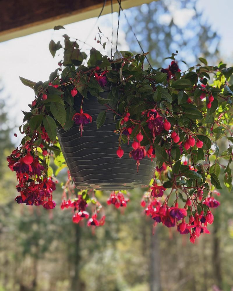 Trailing Fuchsia