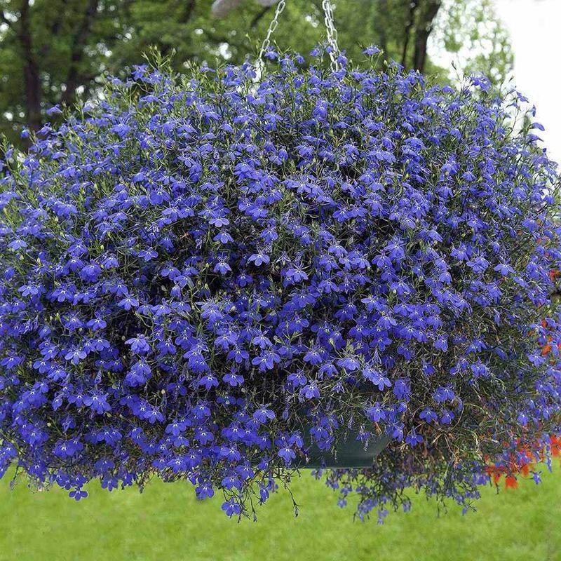 Trailing Lobelia