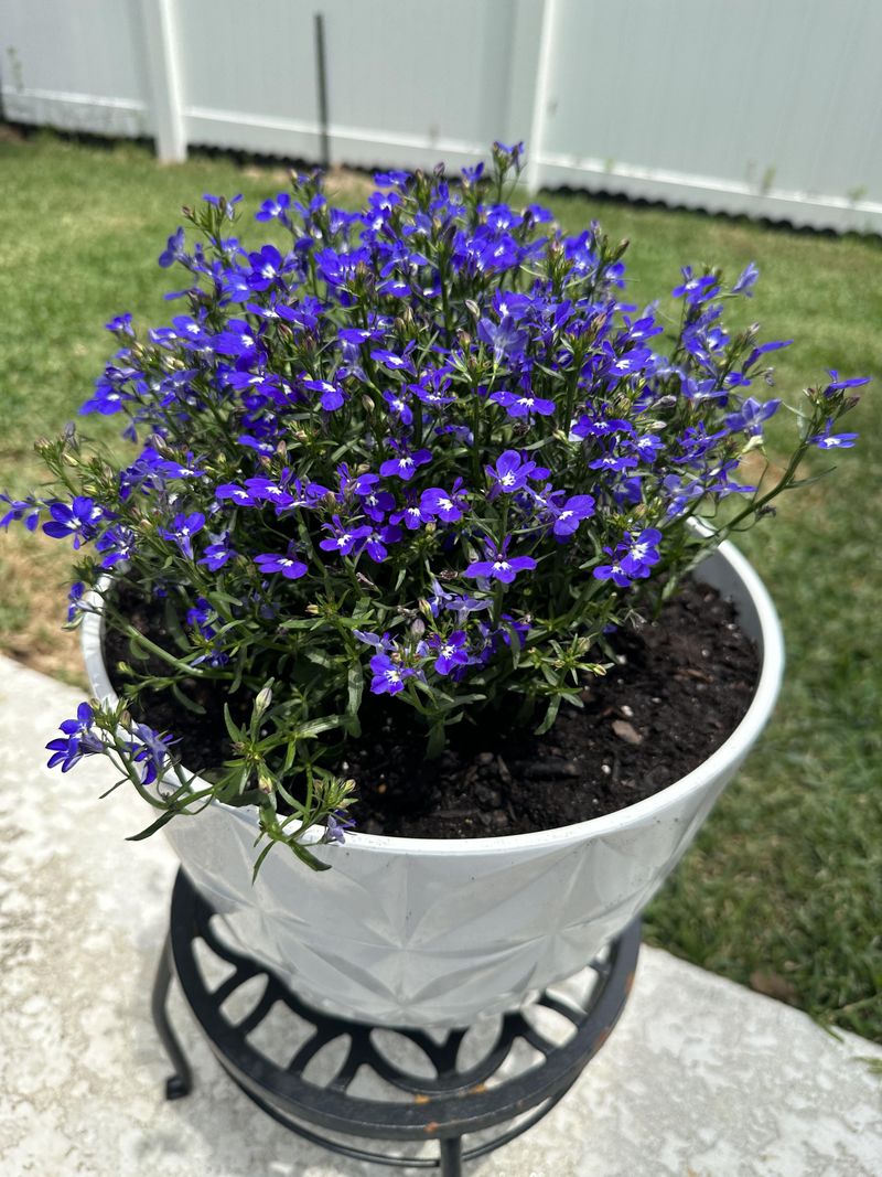 Trailing Lobelias