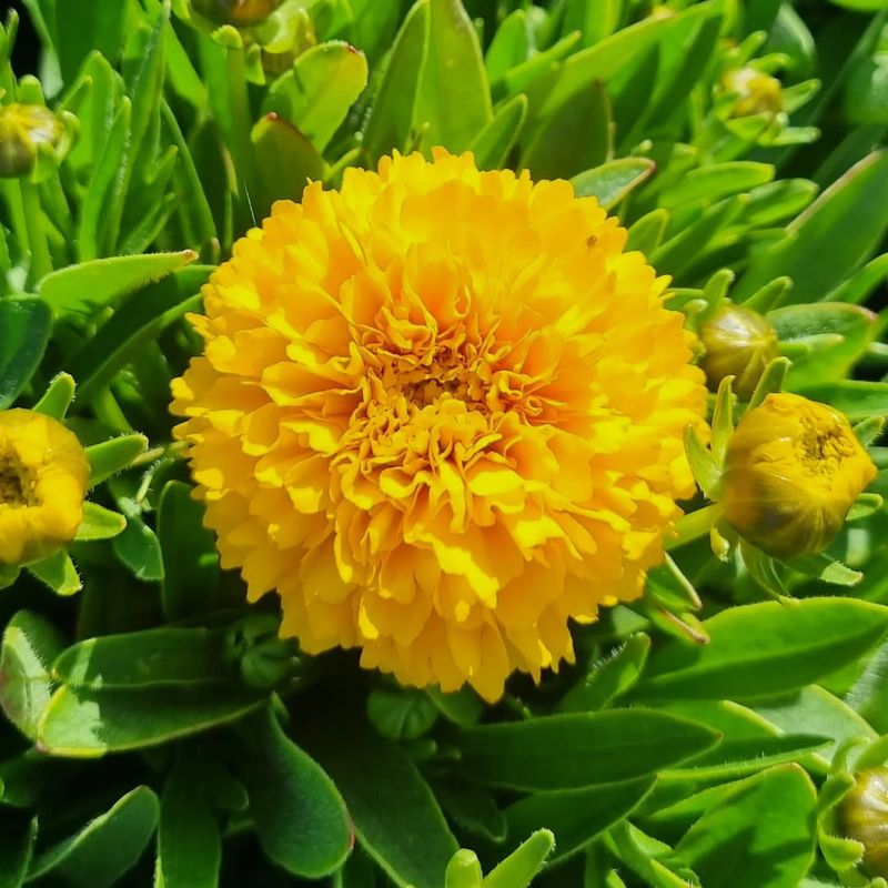 Trailing Marigold