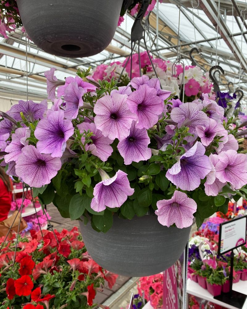 Trailing Petunia