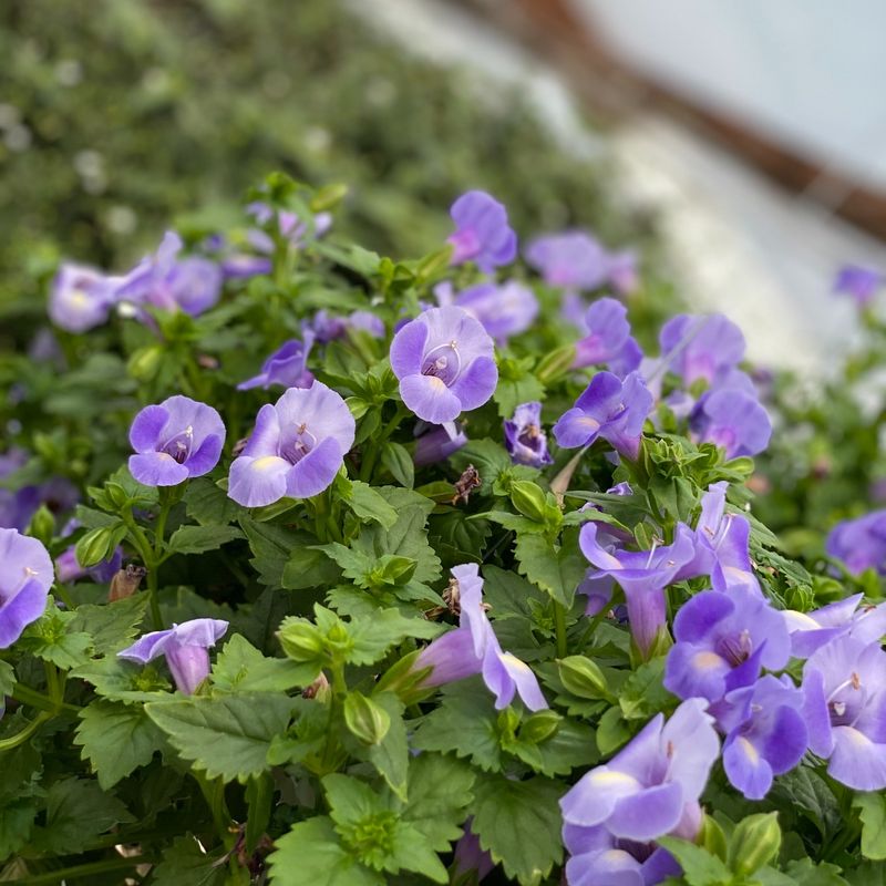 Trailing Torenia