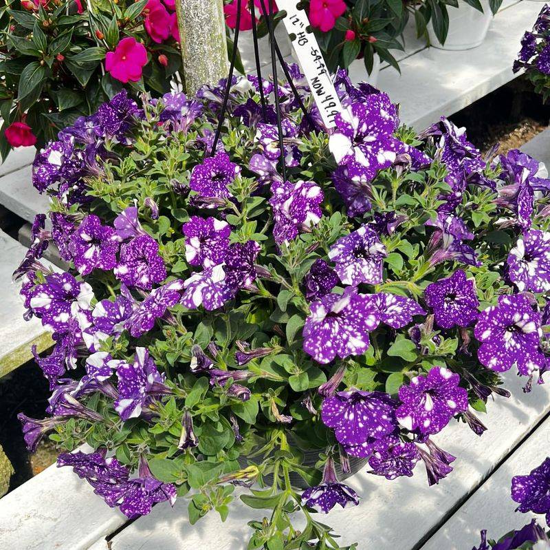 Trailing Verbena