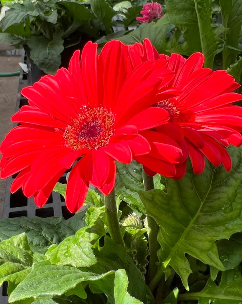 Transvaal Daisy