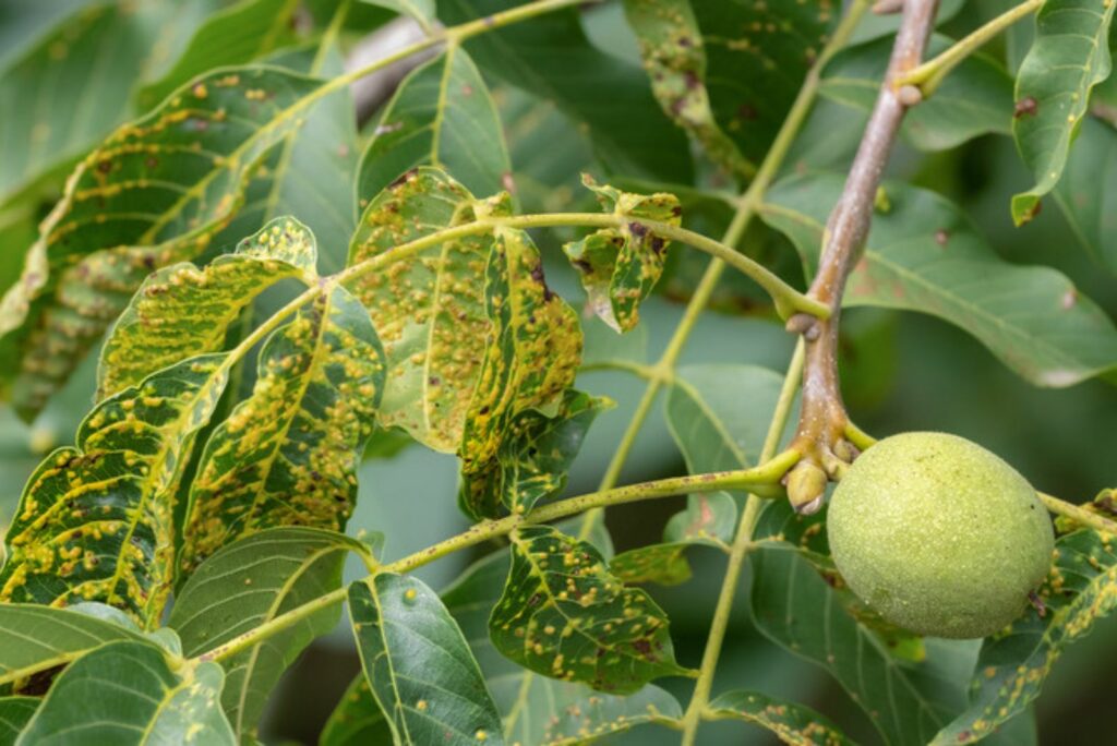 Tree Galls