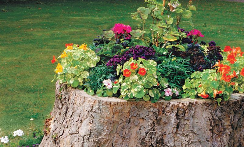 Tree Stump Planter