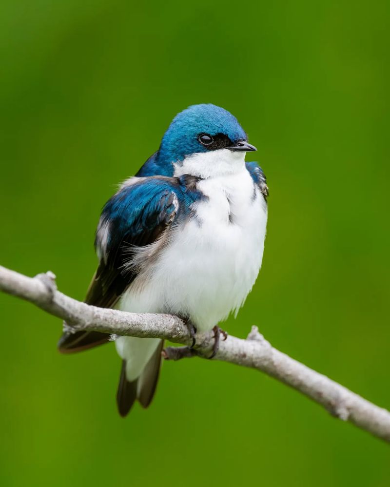 Tree Swallow