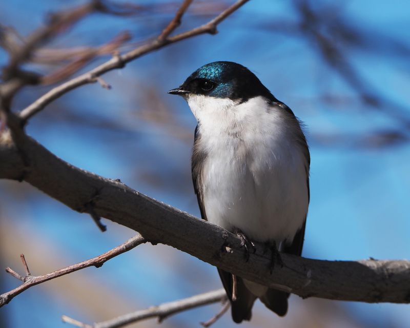 Tree Swallow