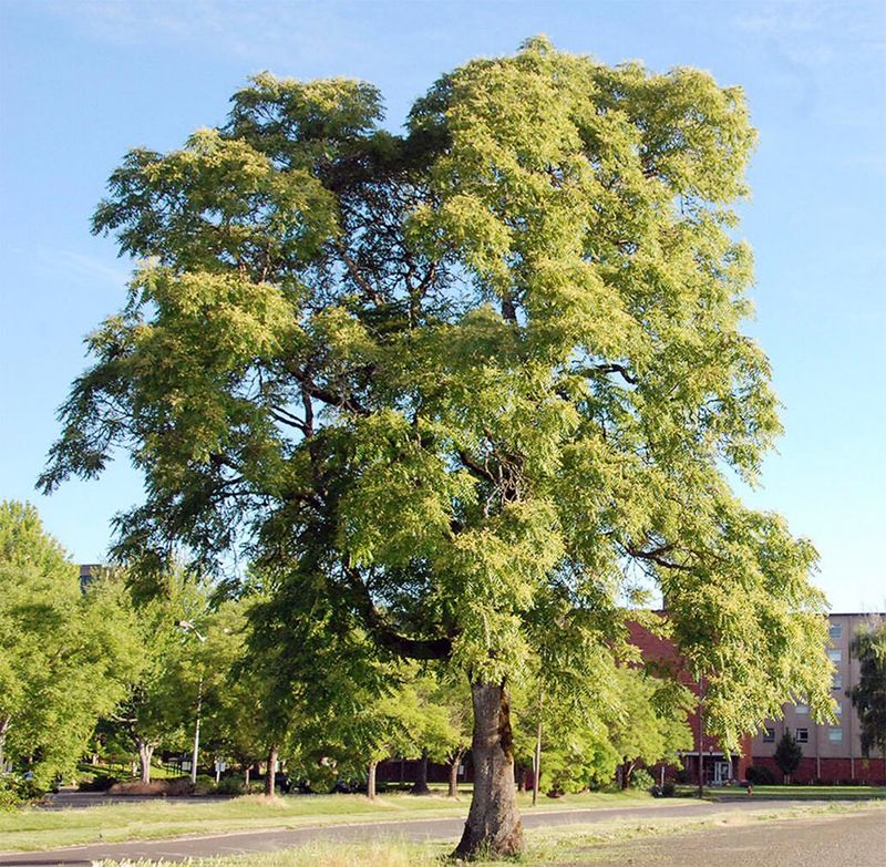 Tree of Heaven