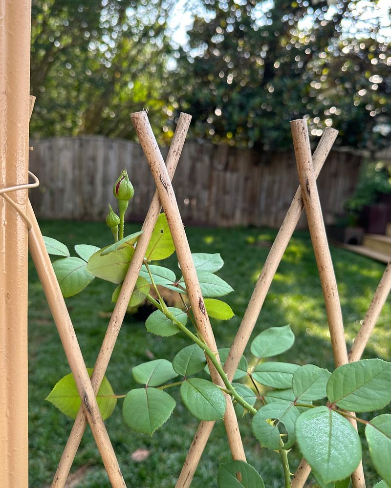 Trellis with Climbing Plants