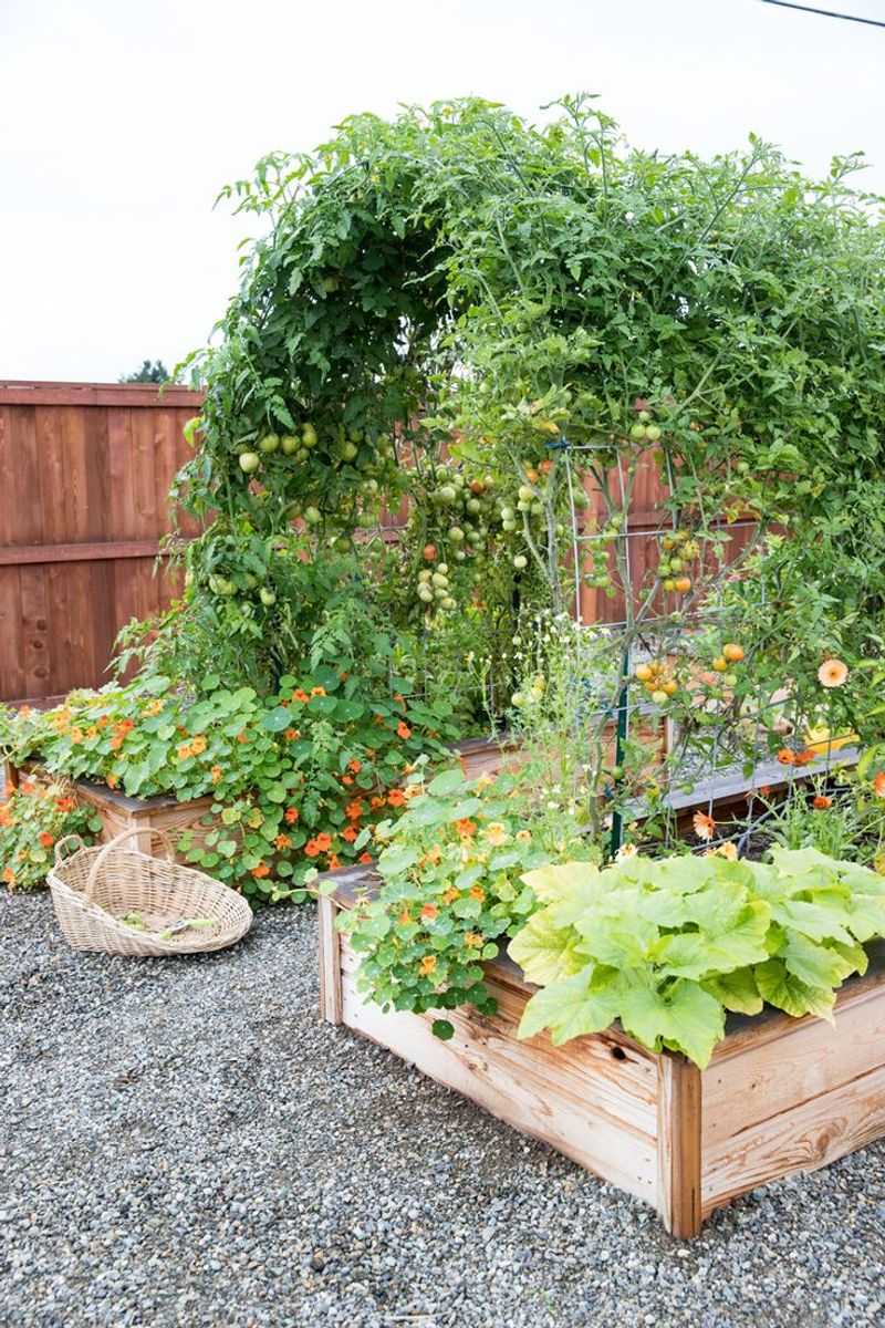 Trellised Vegetables