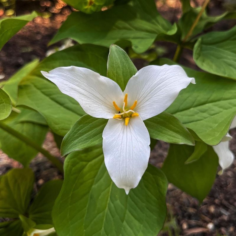 Trillium