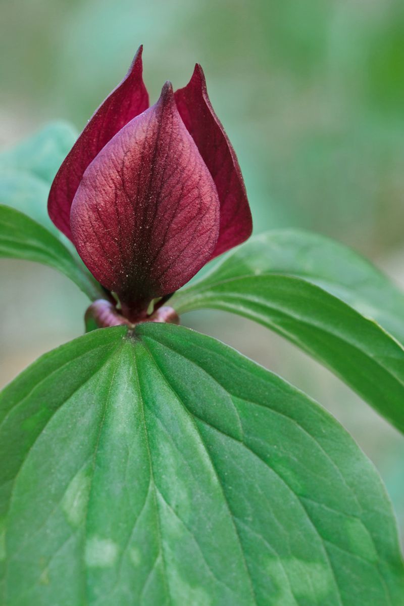 Trillium