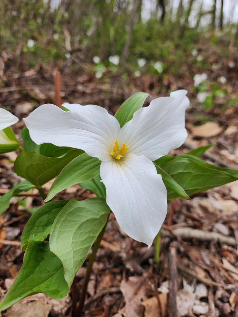 Trillium