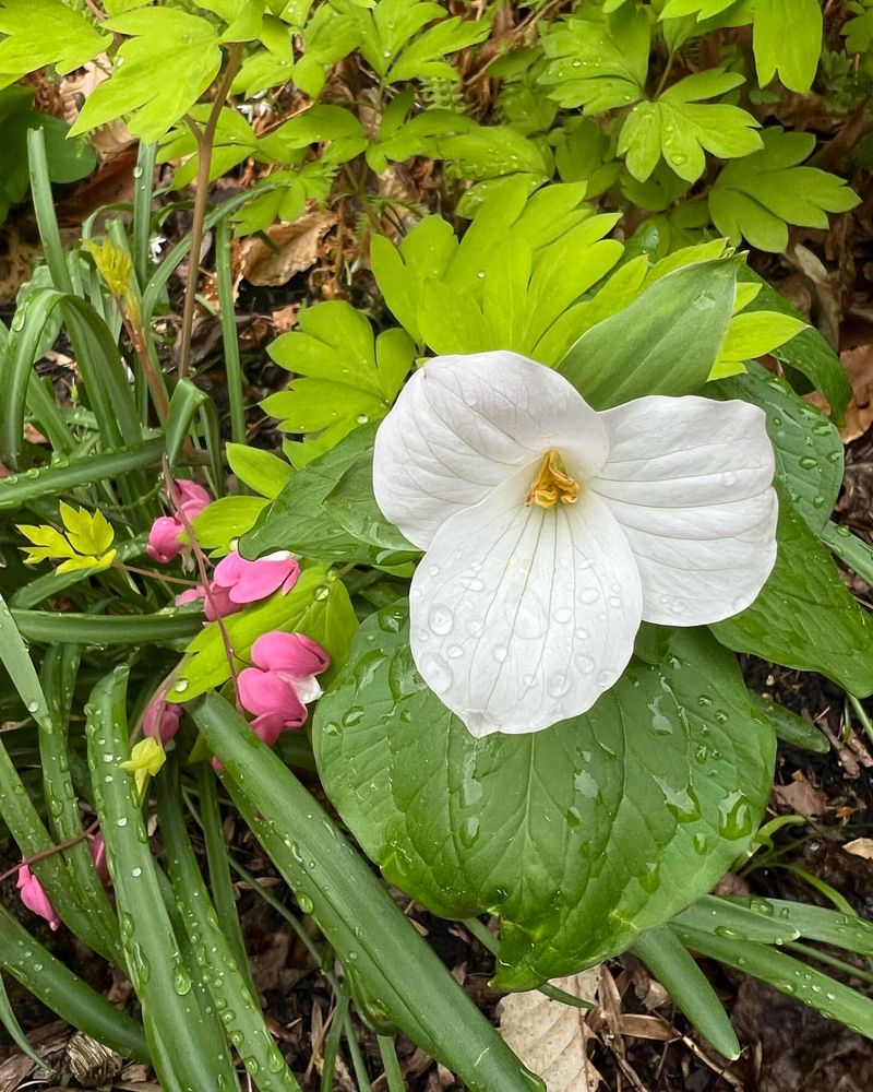 Trillium