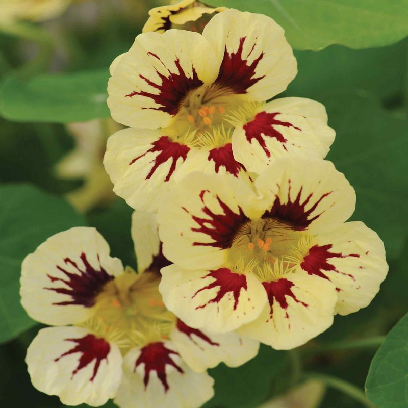 Tropaeolum (Nasturtium)