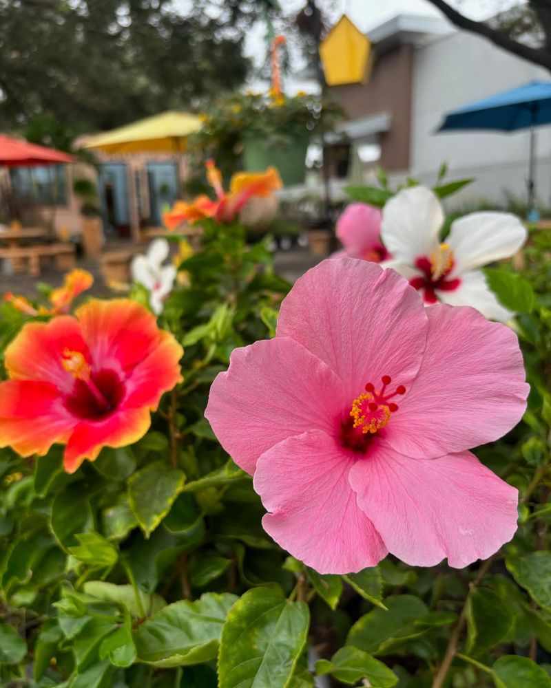 Tropical Oasis with Hibiscus