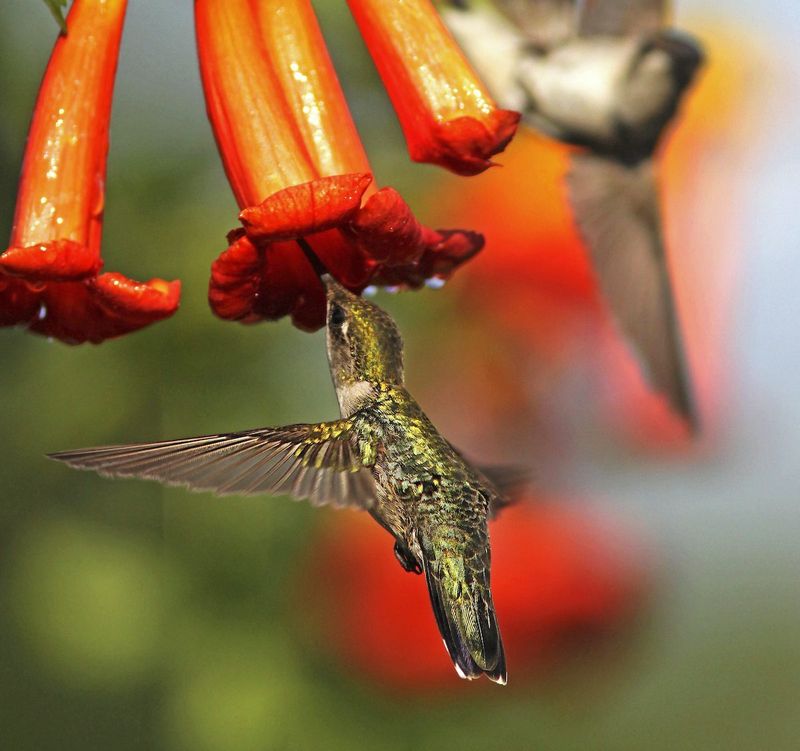 Trumpet Vine