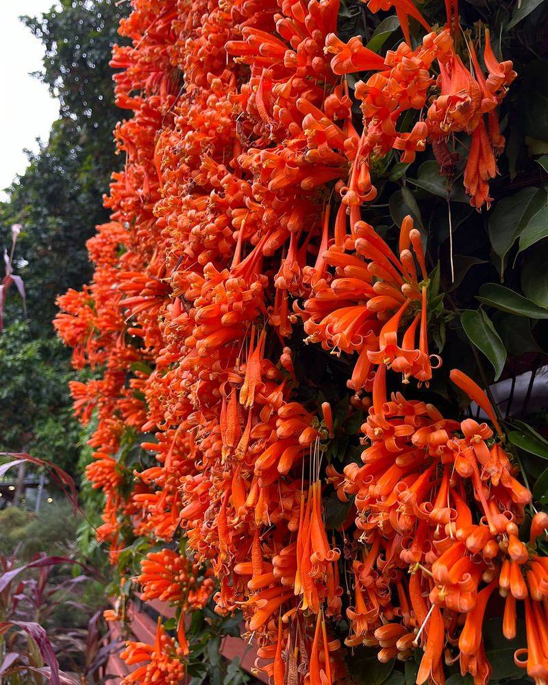 Trumpet Vine