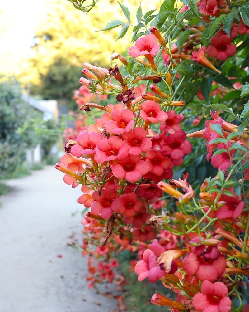 Trumpet Vine