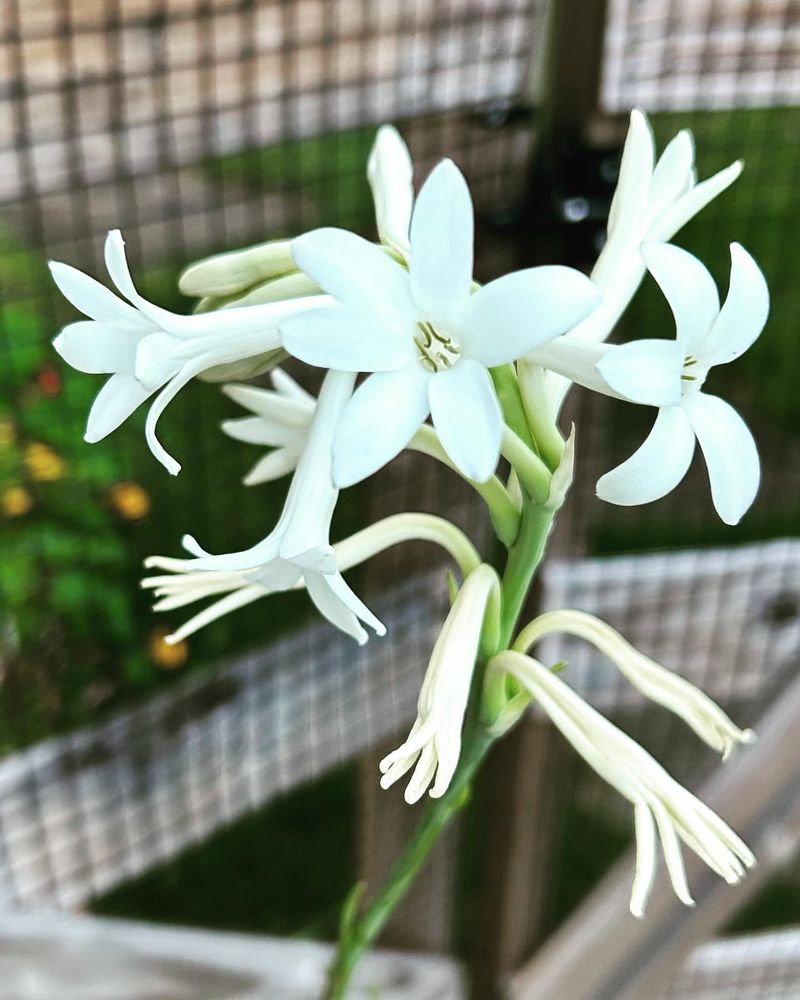 Tuberose