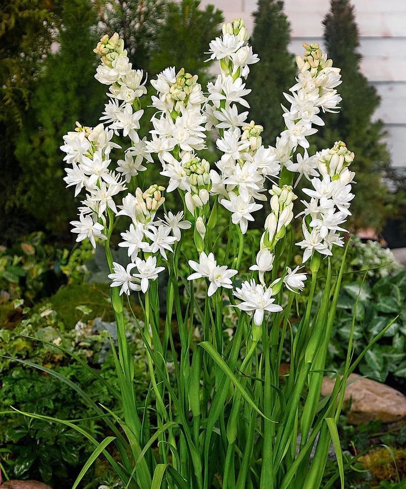 Tuberose