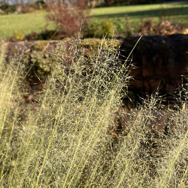 Tufted Hair Grass