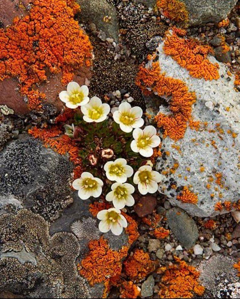 Tufted Saxifrage