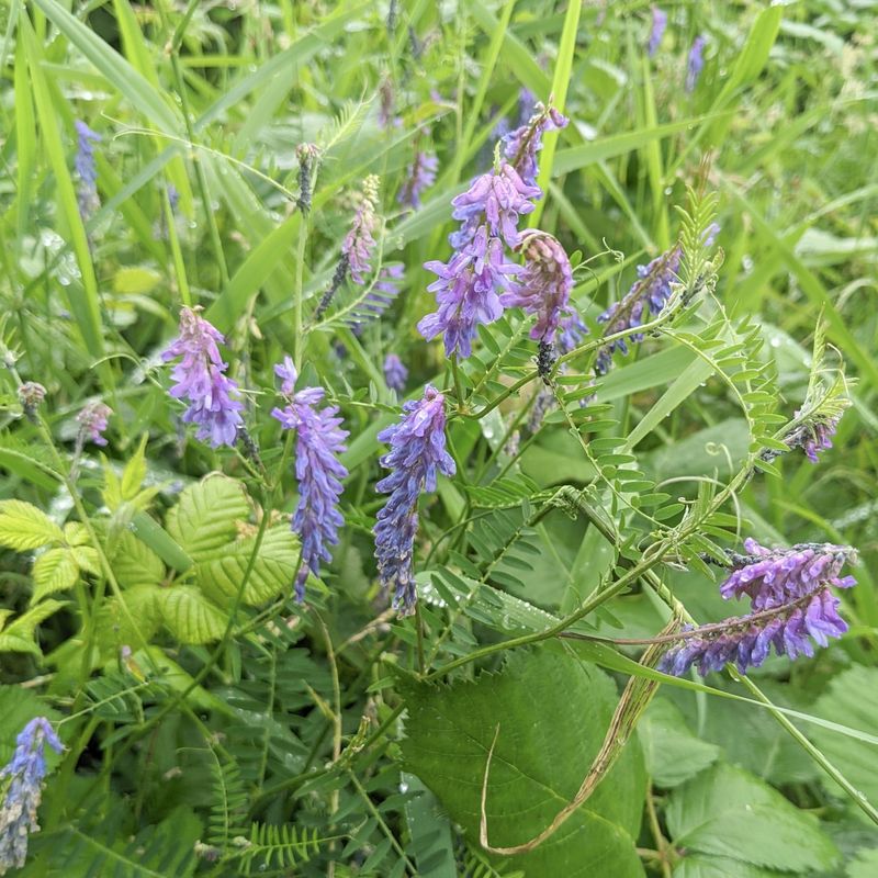 Tufted Vetch