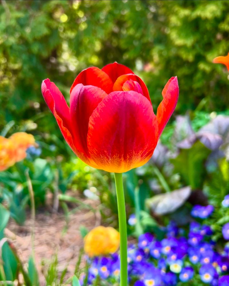 Tulip