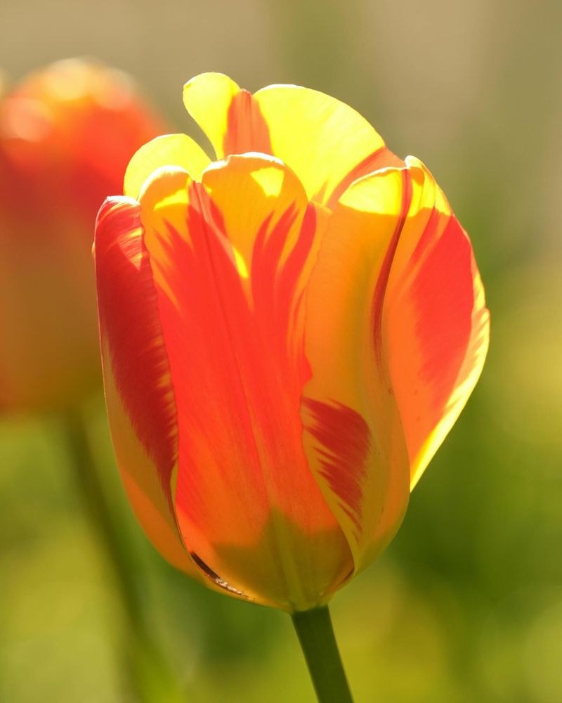 Tulip