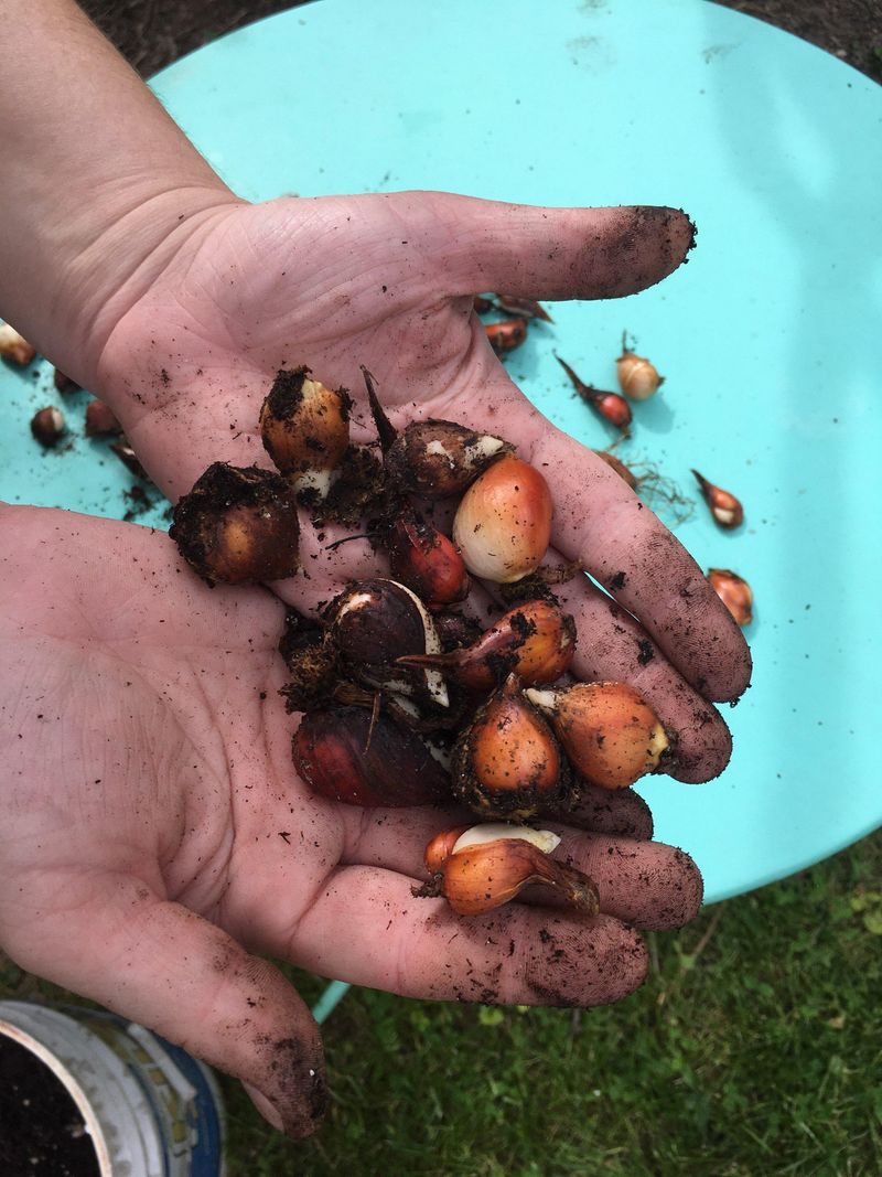 Tulip Bulb Planting