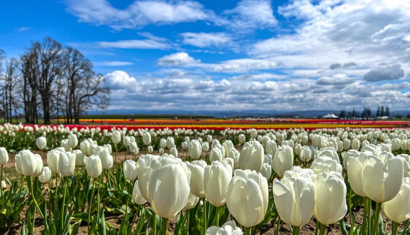 Tulip Festivals