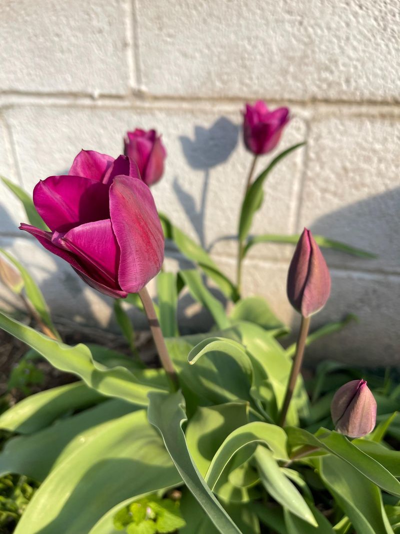 Tulip Genetics