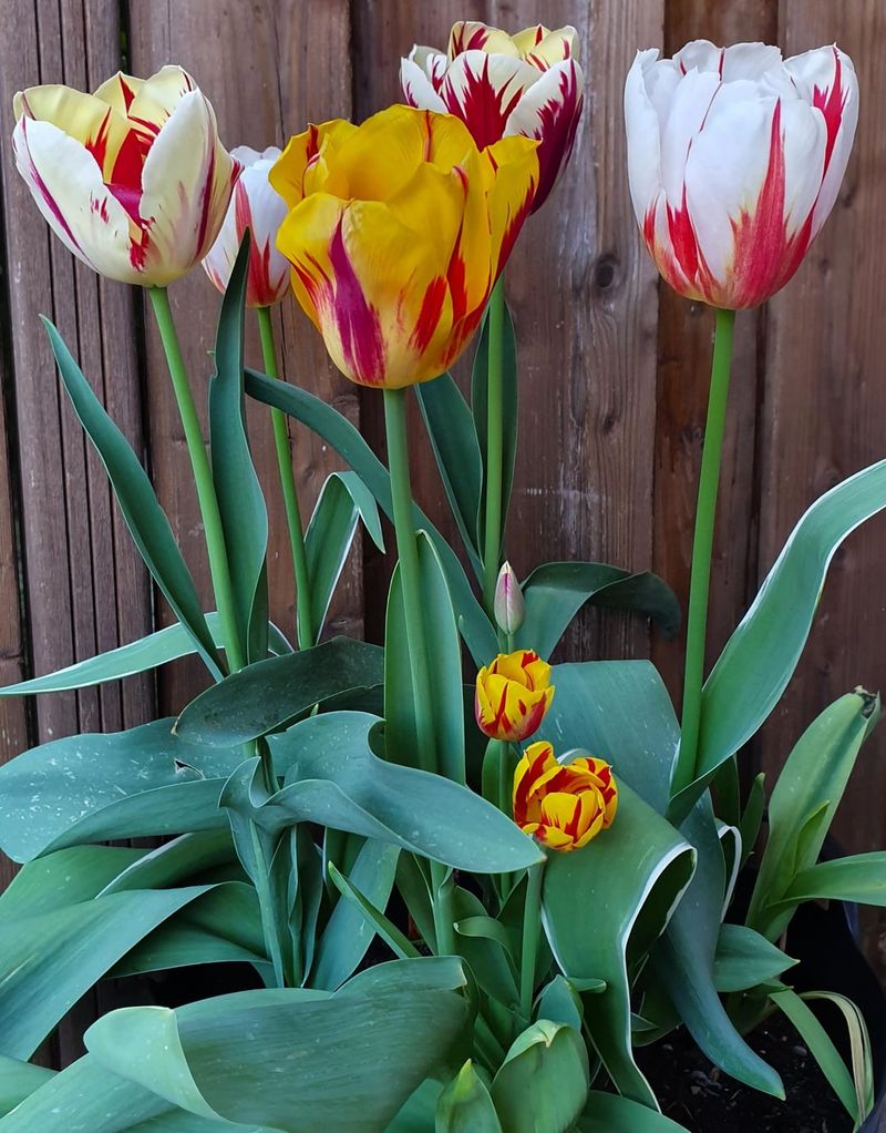 Tulip Mania