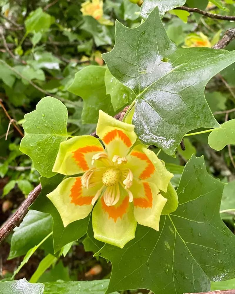 Tulip Poplar