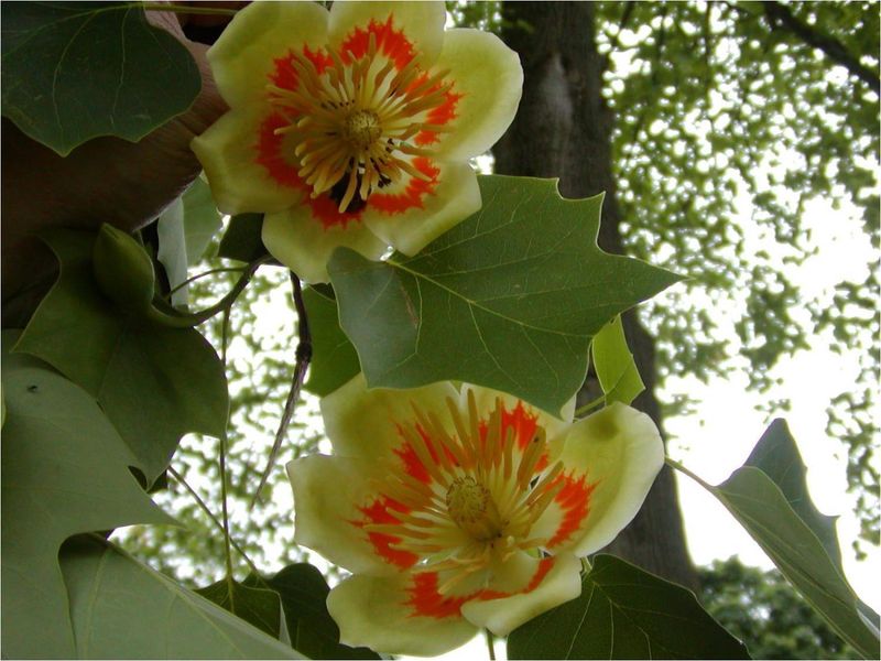 Tulip Poplar